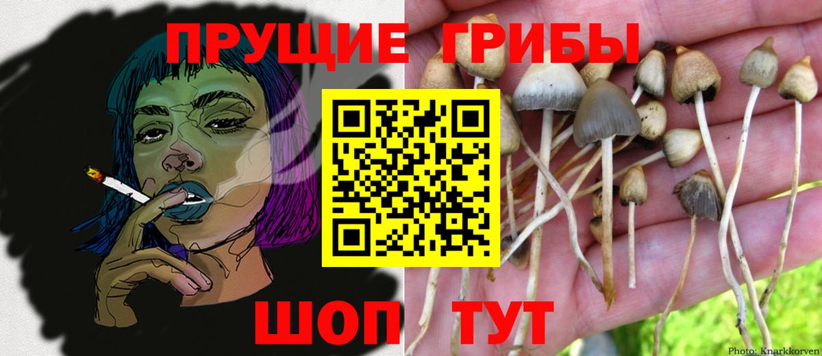 закладка  Вход с VPN  Звенигород  Псилоцибиновые грибы GOLDEN TEACHER 